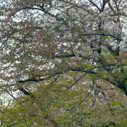 大きな桜の木 娘の通う学校は自然に囲まれたとっても贅沢な環境