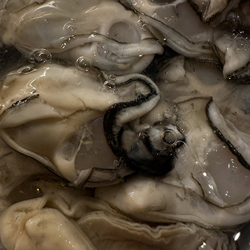 シーズン到来　岡山の牡蠣 揚げております