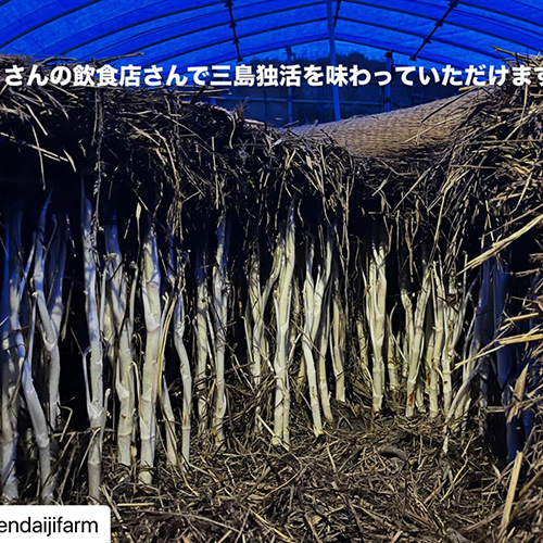 独活　読めますか？　うど、揚げてまーす！！！